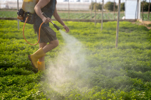 Best Mosquito Control Services  in Lomita, CA