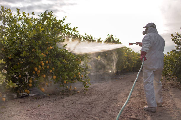 Best Pest Control Near Me  in Lomita, CA
