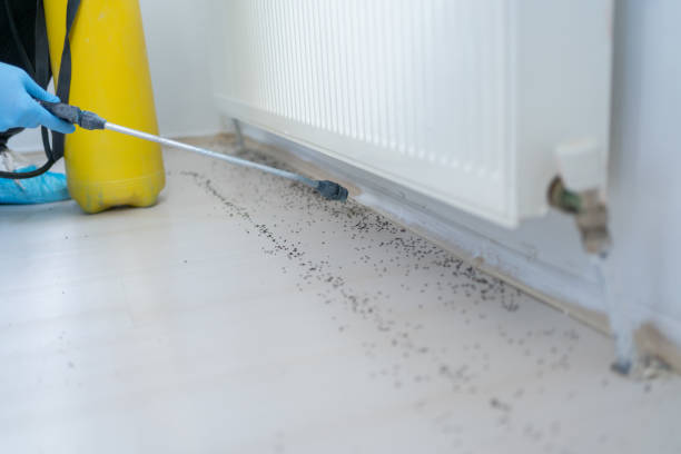 Best Pest Prevention Services  in Lomita, CA