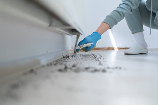 Reliable Lomita, CA Pest Control Solutions
